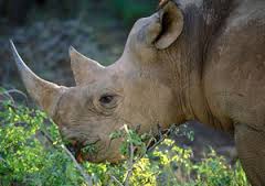 rhinos eating weeds 3