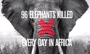 Elephant poaching: 100,00 killed in the last three years alone