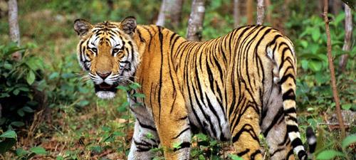 Tiger-poaching in Thailand is on the rise