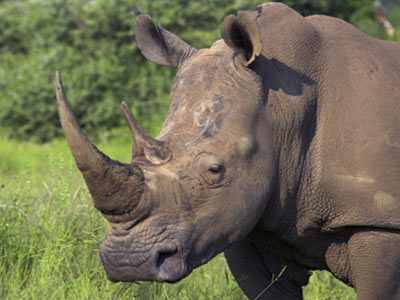 Hunting the horn leaves the rhinos forlorn: Rhinoceros poaching in Africa
