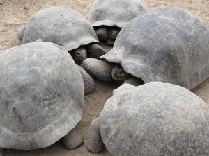 Cerro Palomo tortoises at the Isabela Island Tortoise Center (photo: Mary Ting)