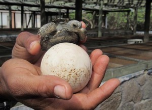 Eight-day old Cerro Palamo tortoise at the Isabela Island Tortoise Center