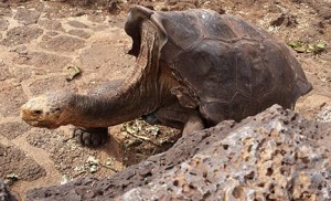 Diego, Espanola tortoise at the Santa Cruz Tortoise Center (photo: Mary Ting)
