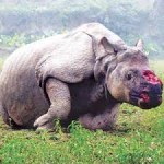 rhino horn damage