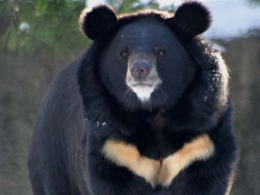 Asiatic black bear: Selenarctos thibetanus (Photo: bearsoftheworld.net)
