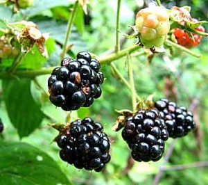 Wild blackberries can be picked in Prospect Park throughout the late summer.