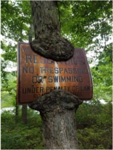 Man vs. Nature. Sign being dissolved into a tree.